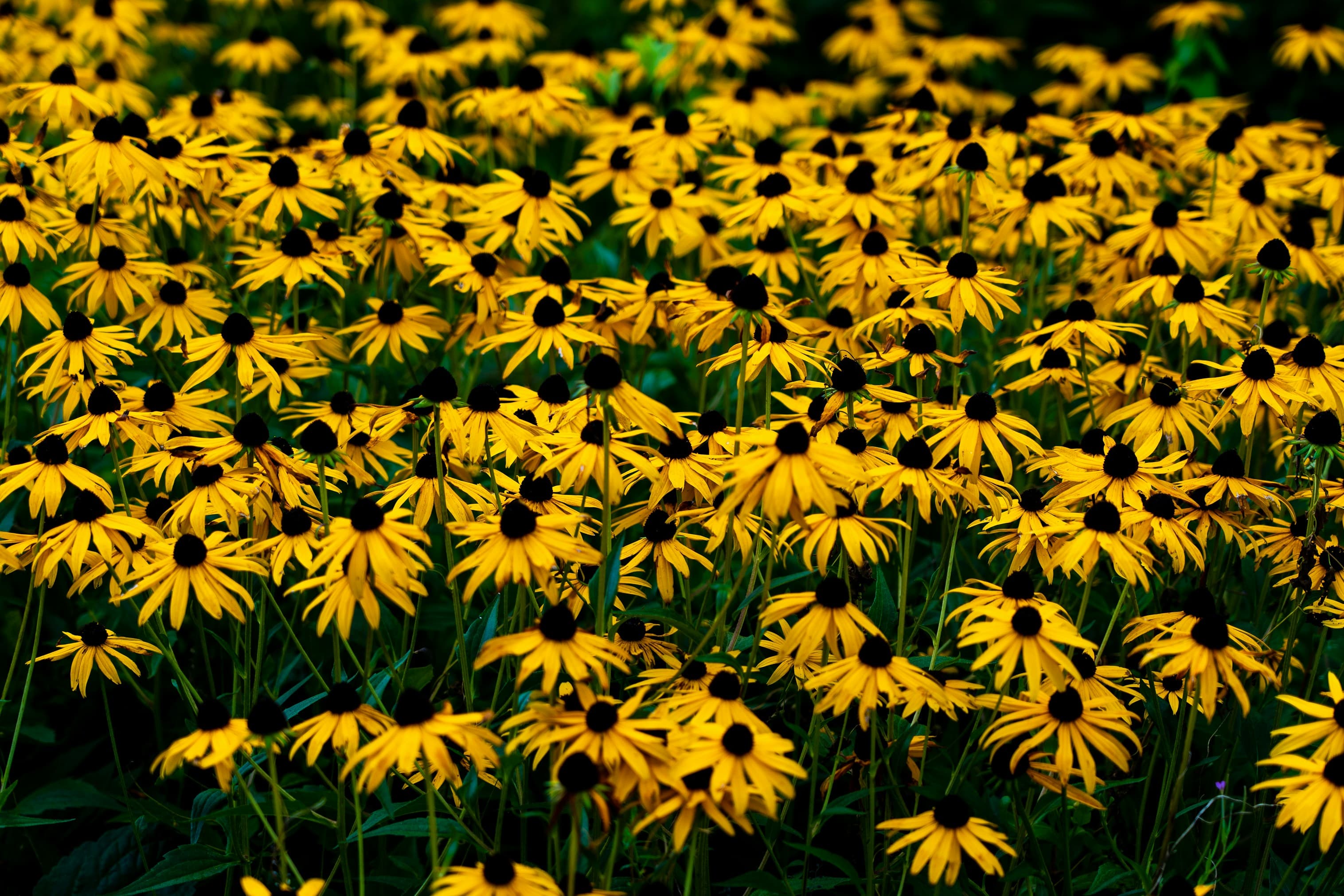 Golden Black-Eyed Susan flowers with dark brown centers