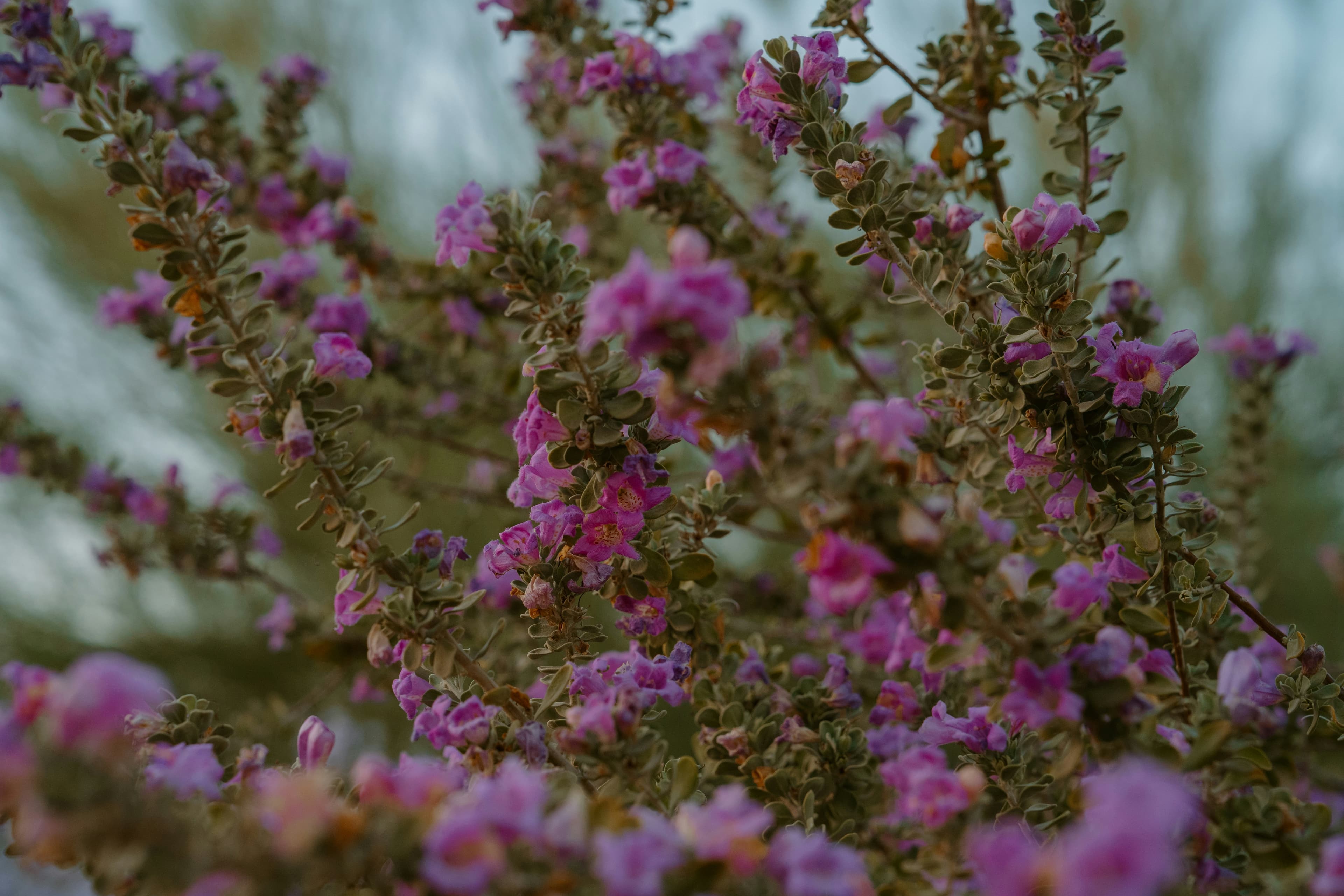 Texas sage shrub covered in lavender flowers