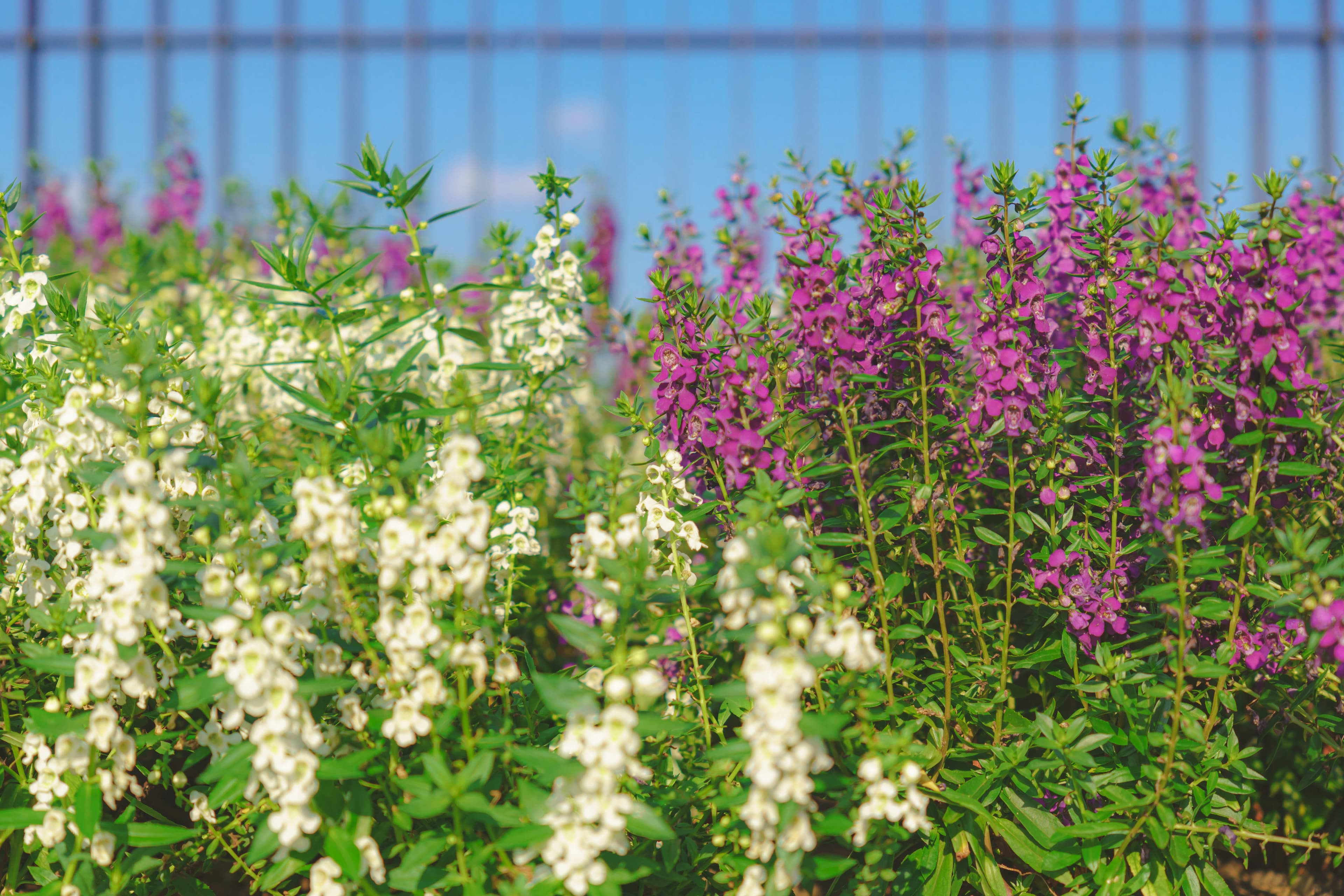 Upright angelonia flower spikes in bloom