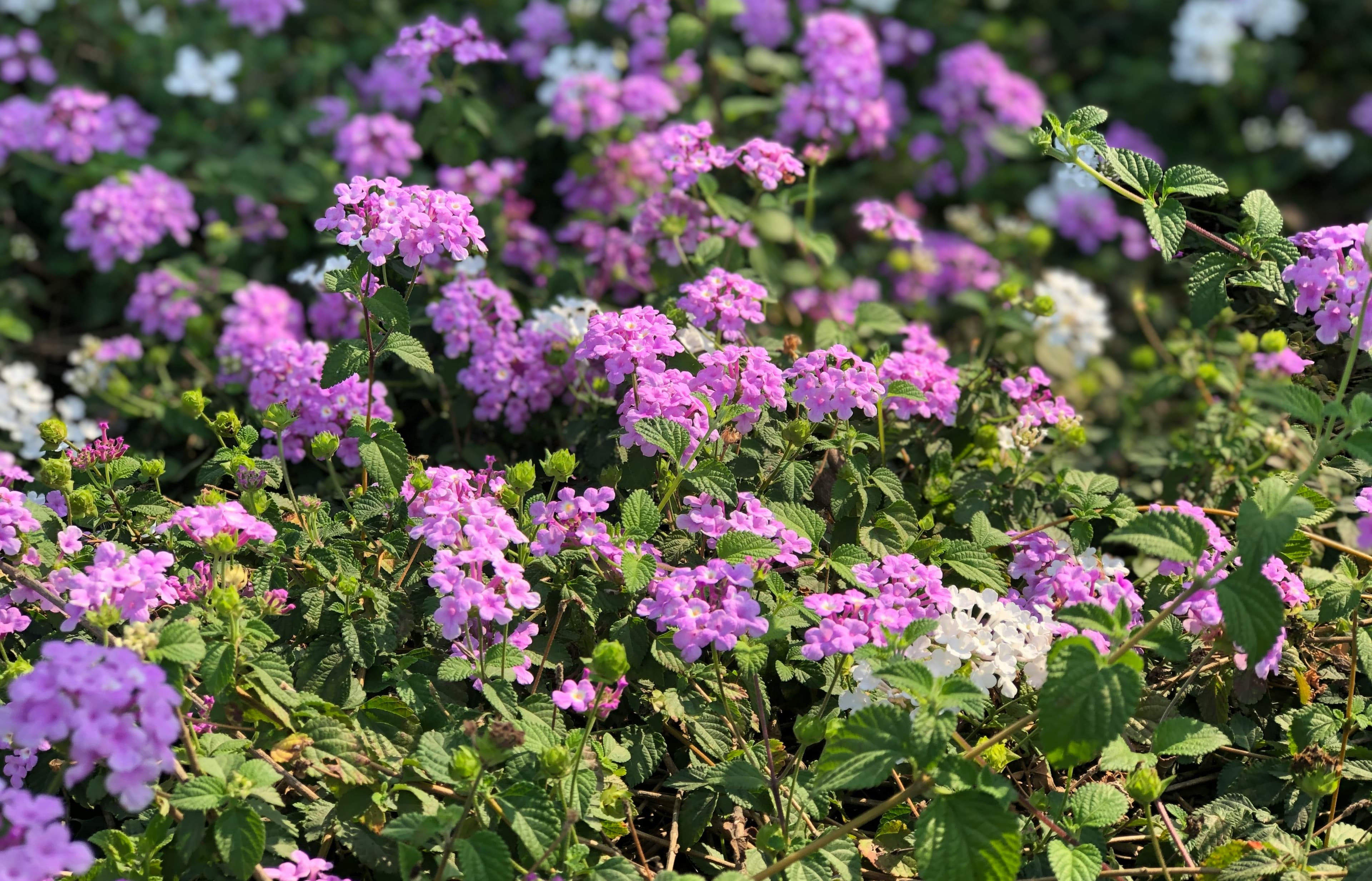 Clusters of colorful lantana flowers in bloom