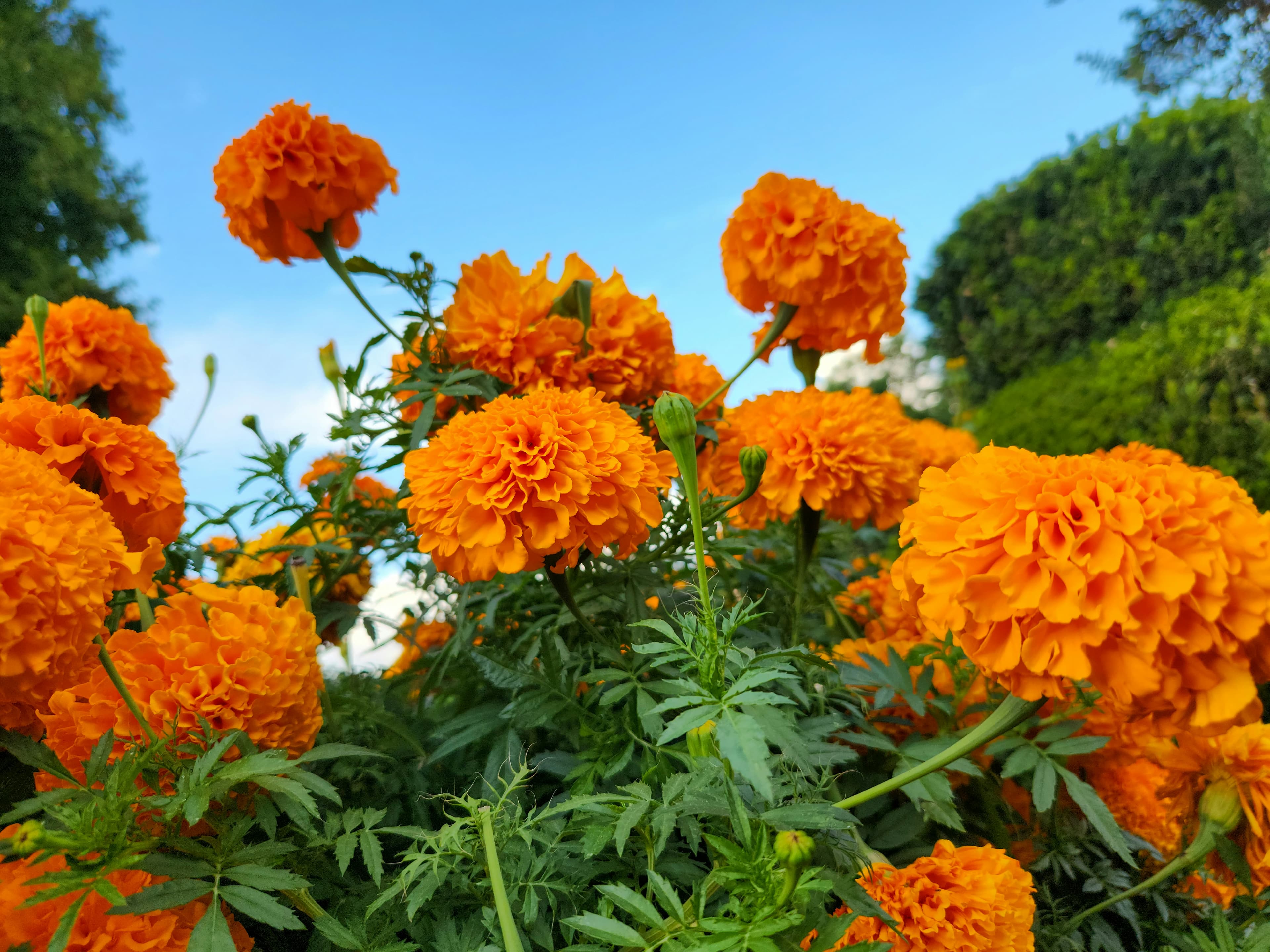 Bright gold and orange marigold flowers