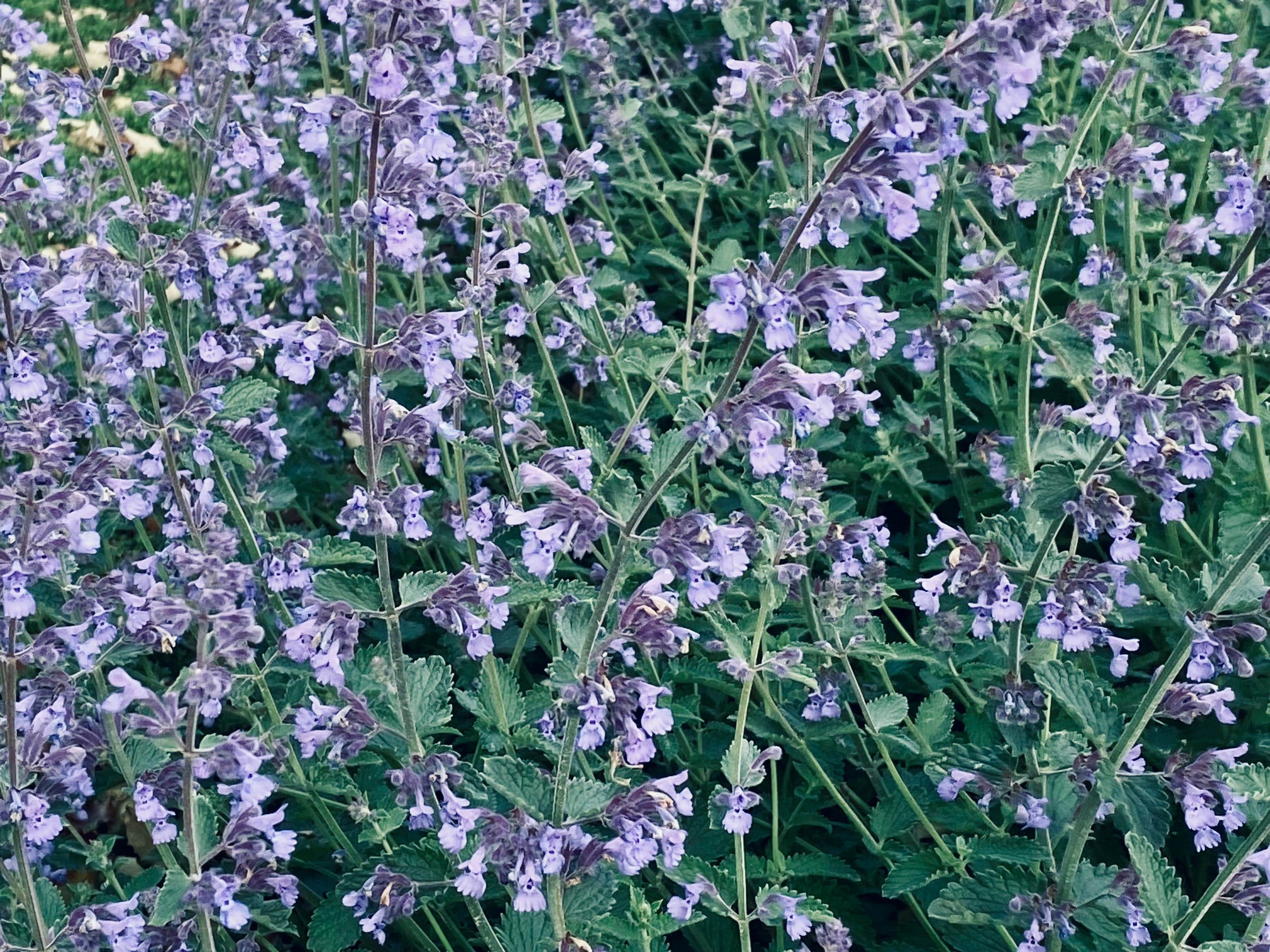 Tall salvia flower spikes in bloom