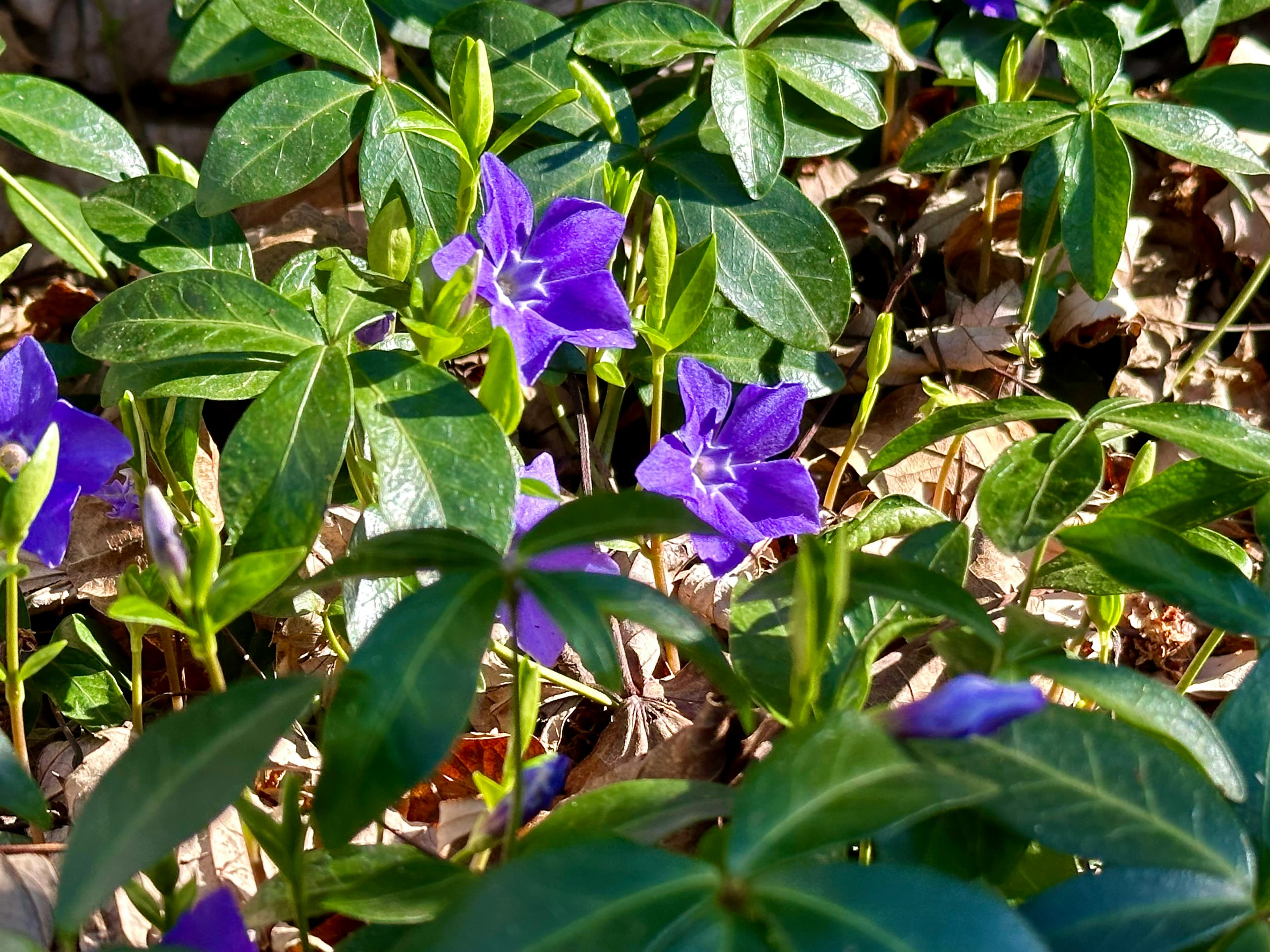 Vinca flowers blooming among glossy green foliage