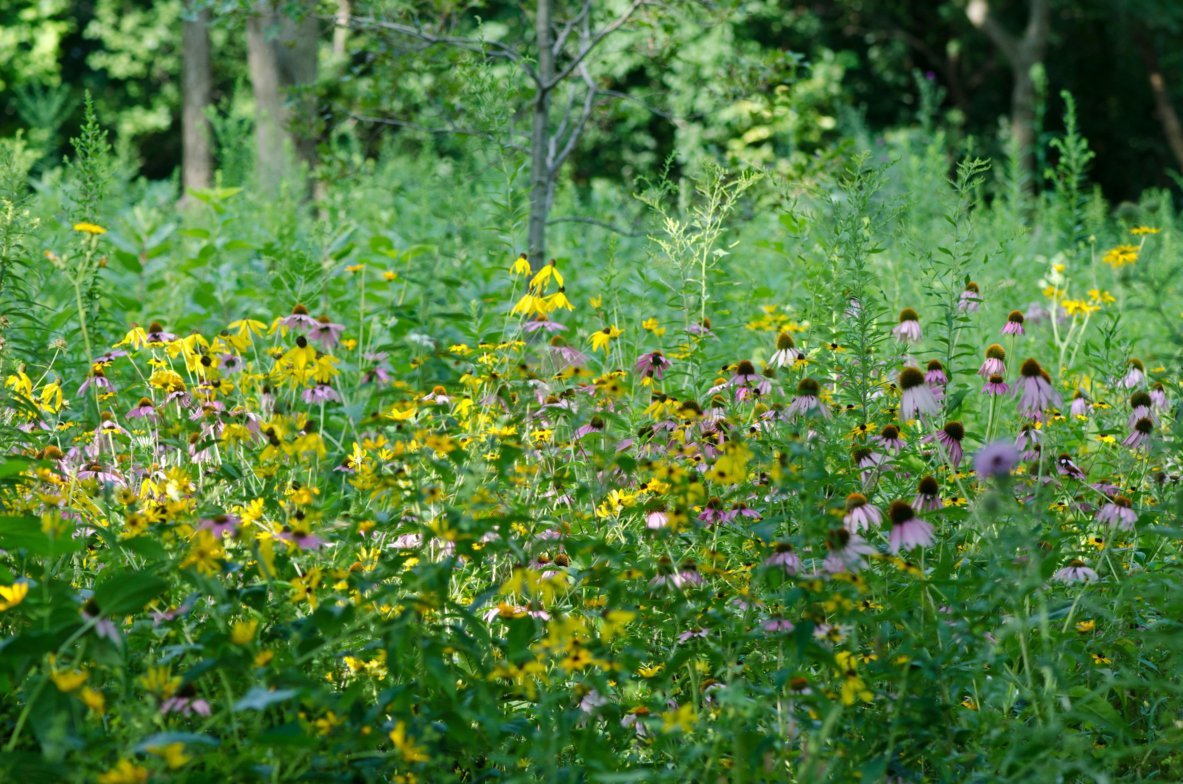 Pink coneflowers with raised orange centers