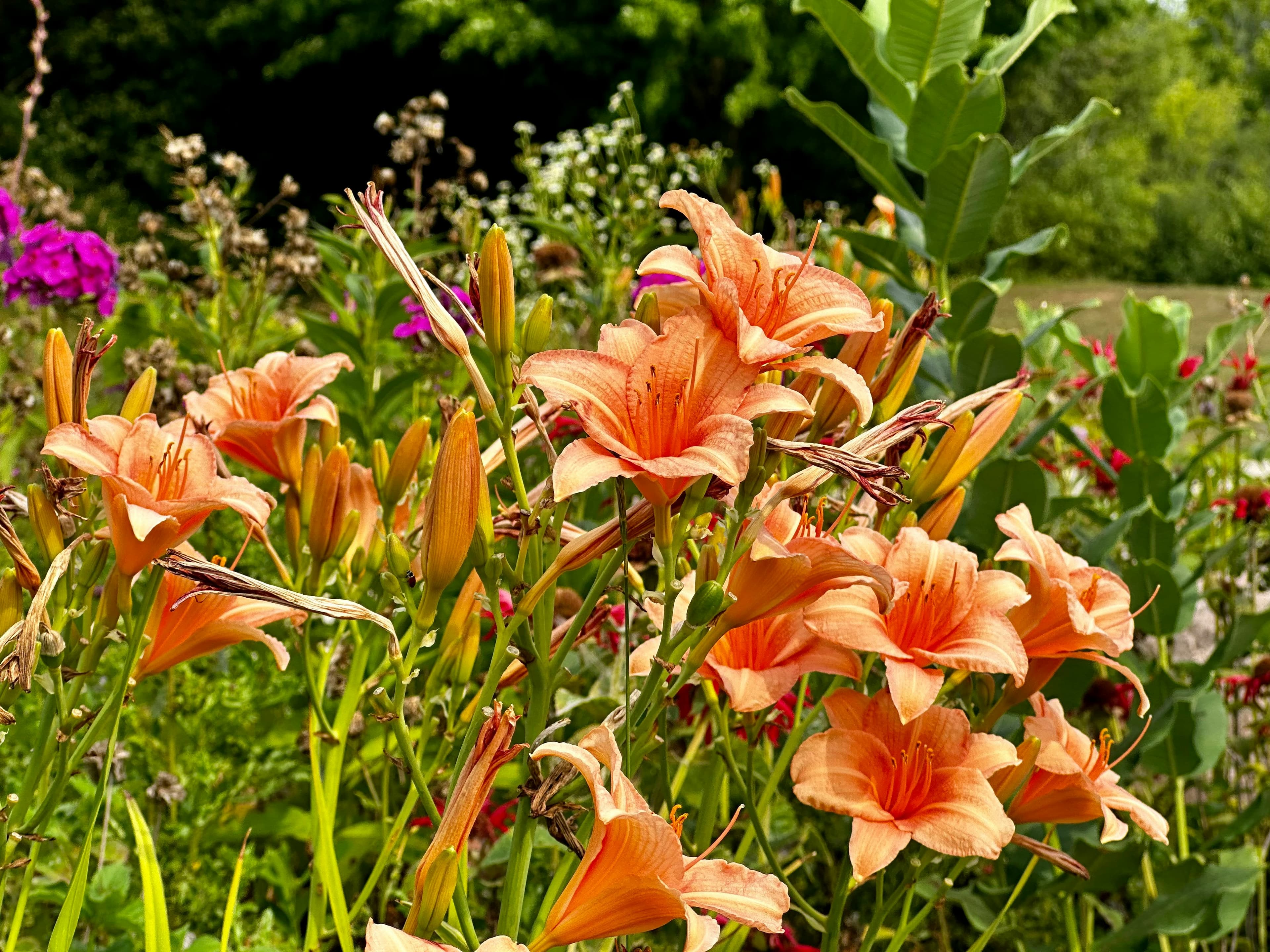 Bold trumpet-shaped daylily flower in bloom