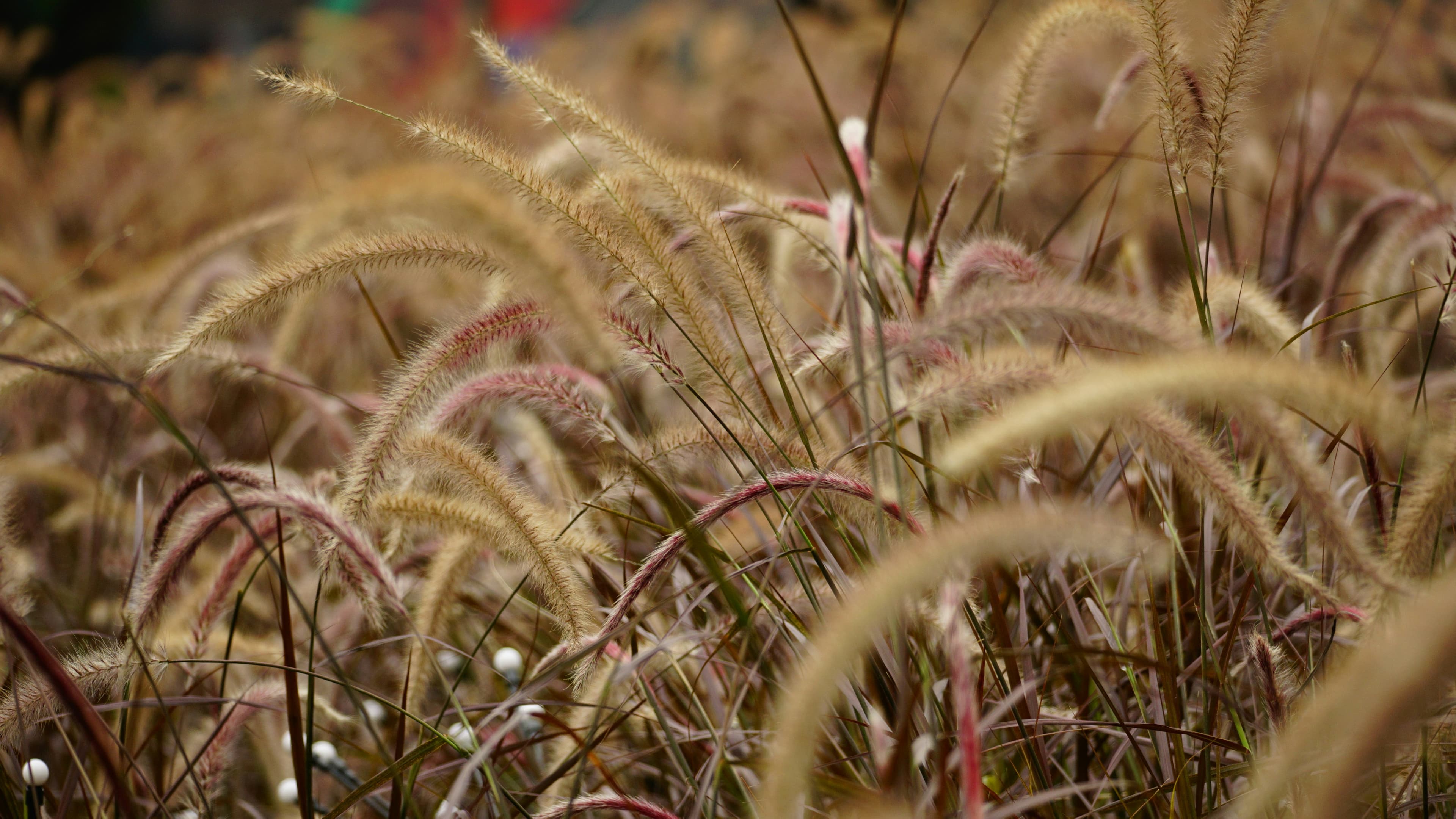 Purple fountain grass with burgundy foliage and feathery plumes