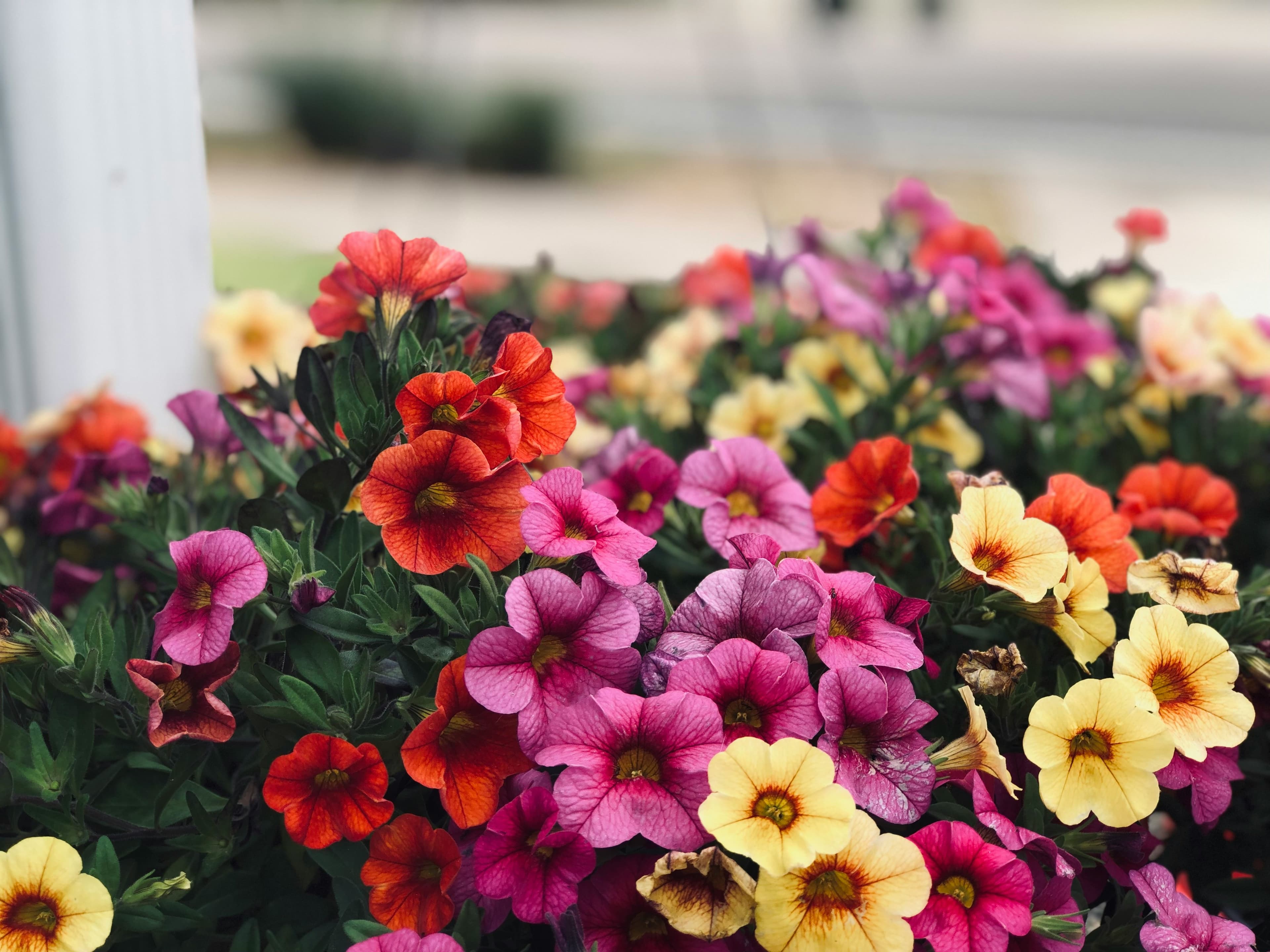 Colorful trumpet-shaped petunia flowers in bloom