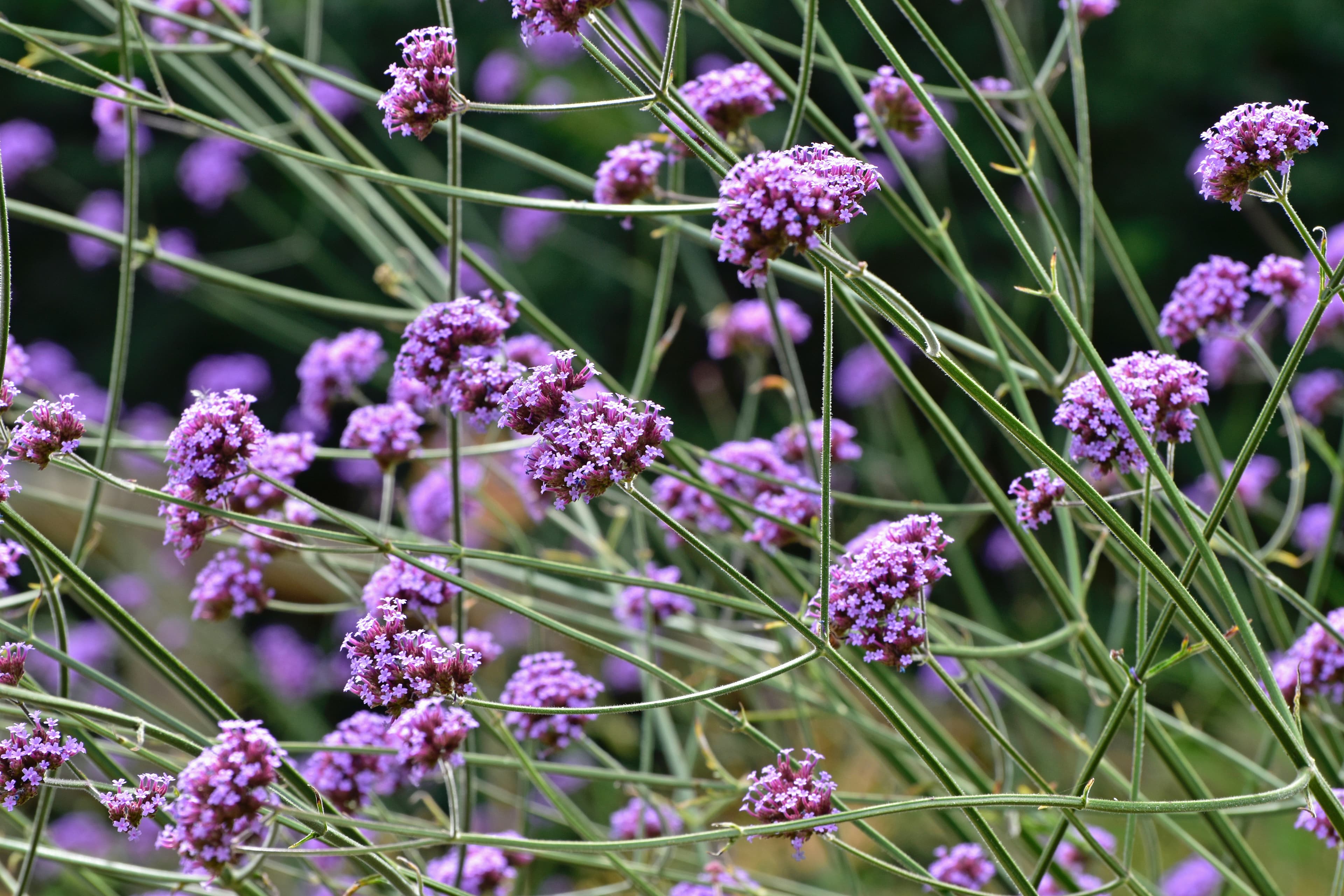 Clusters of verbena flowers in a garden bed